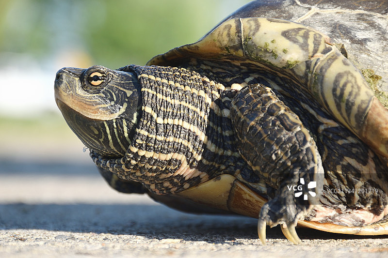 龟壳特写图片素材