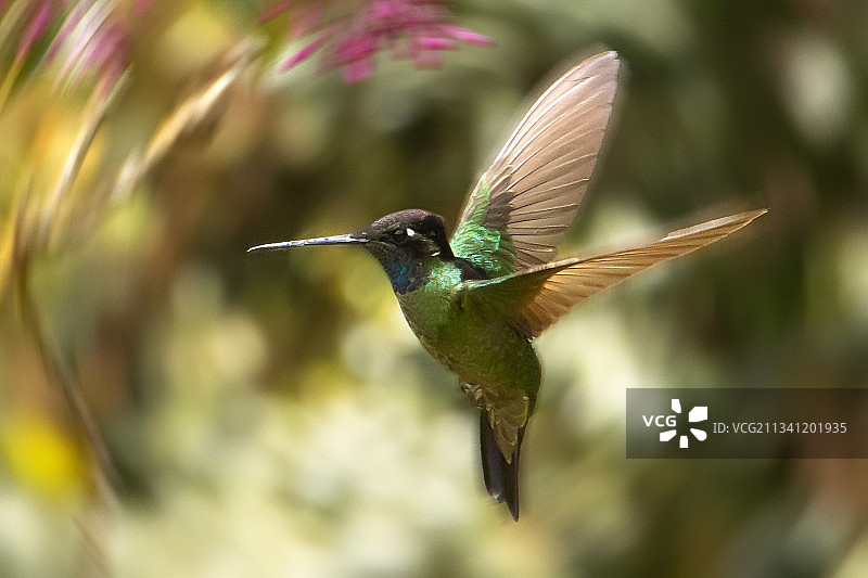 蓝颏蓝宝石蜂鸟户外飞行特写，哥斯达黎加图片素材