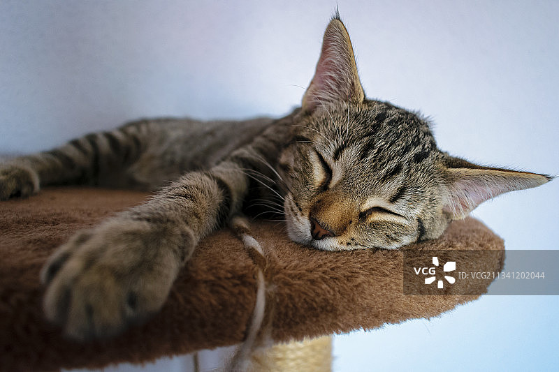 沉睡的猫咪特写，西班牙阿利坎特图片素材