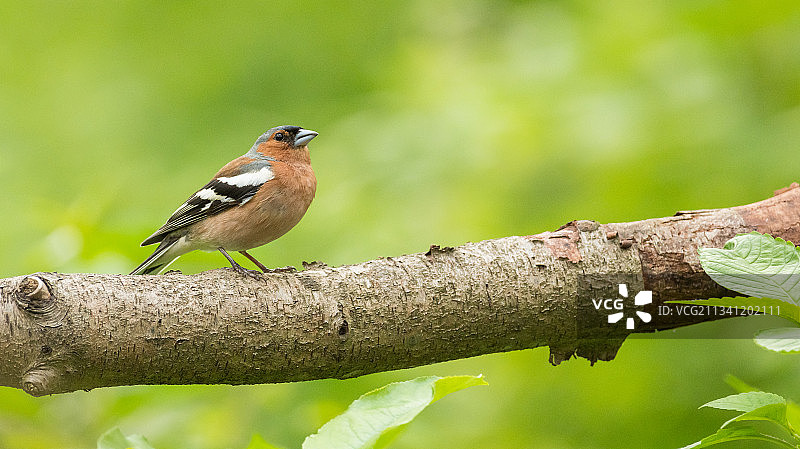 栖息在树枝上的歌雀科鸣禽特写，比利时图片素材