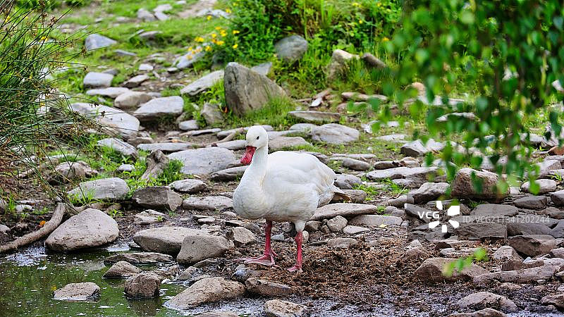 马恩岛拉姆齐岩石上栖息的天鹅特写图片素材
