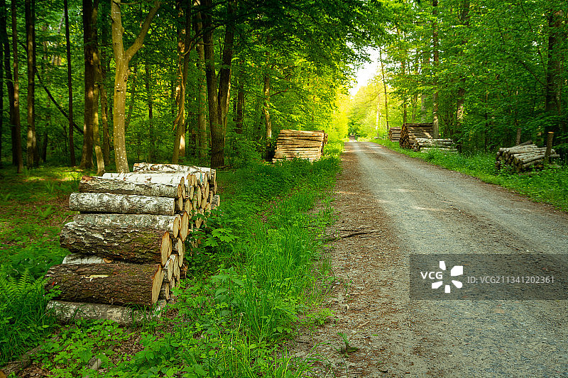 森林中树木之间的空旷道路图片素材