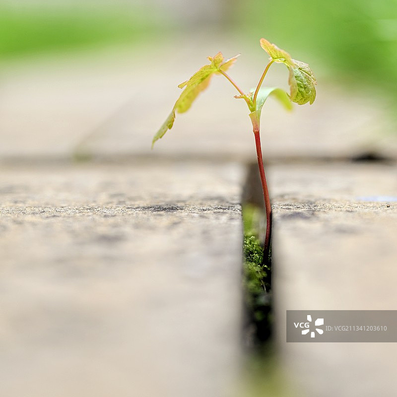 英国白金汉户外生长的植物特写图片素材