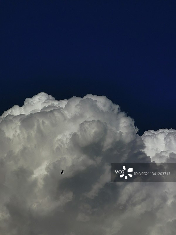 仰视视角：天空下的飞鸟图片素材