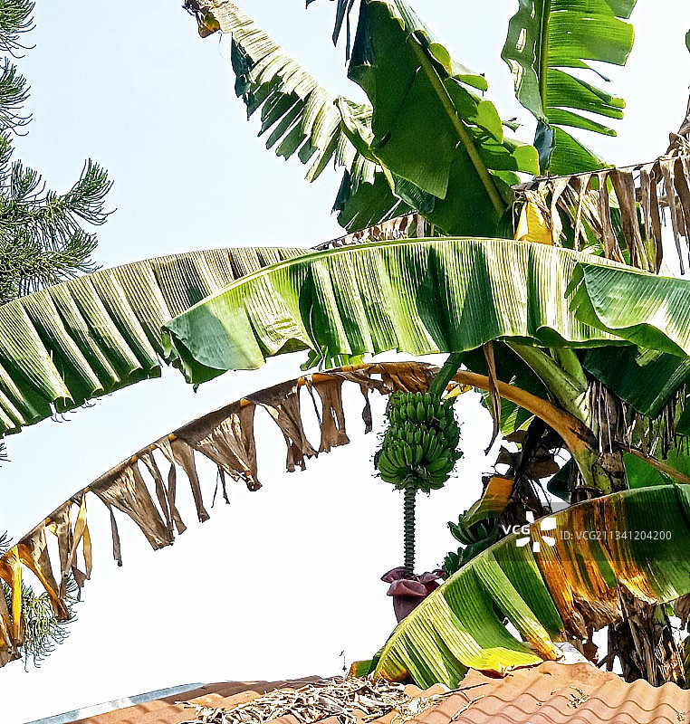 仰视视角下的棕榈树图片素材