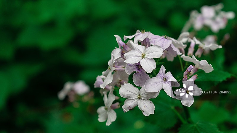 白色开花植物的特写图片素材