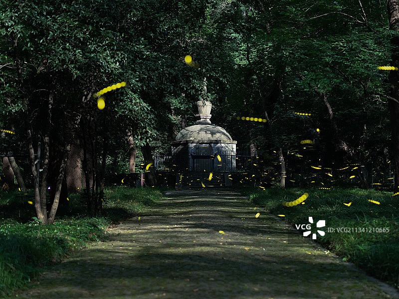 盛夏流萤图片素材