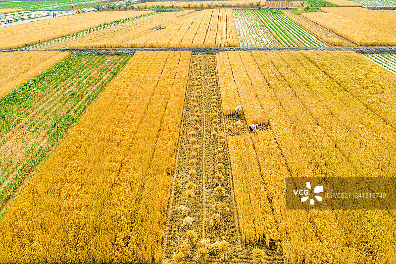 山东枣庄山亭区人工割麦图片素材