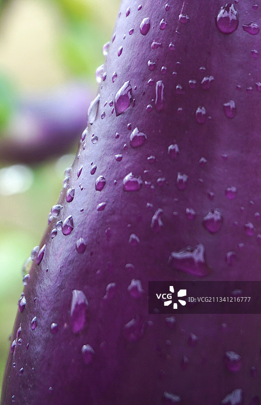 夏季雨打茄子图片素材