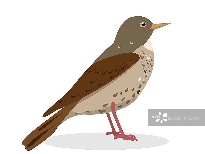 画眉鸟鸣叫声图标图片素材