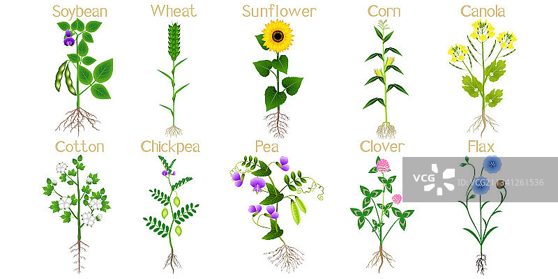 技术植物合集图片素材
