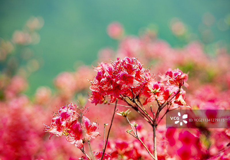 2013-04-26中国，湖北省，黄冈市，麻城市，龟峰山风景图片素材