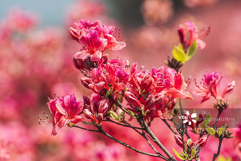 2013-04-26中国，湖北省，黄冈市，麻城市，龟峰山风景图片素材