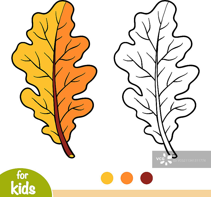橡树叶填色书图片素材