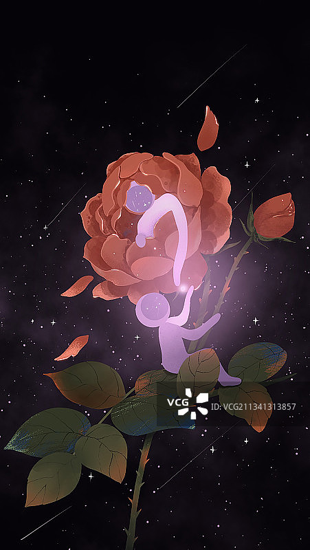 十二朵魔法种子——大马士革玫瑰种子图片素材