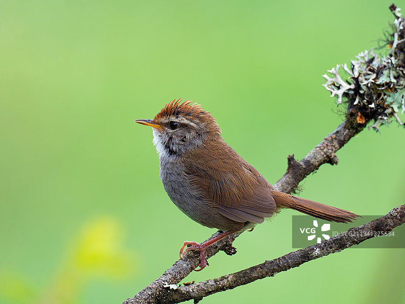 棕顶树莺图片素材