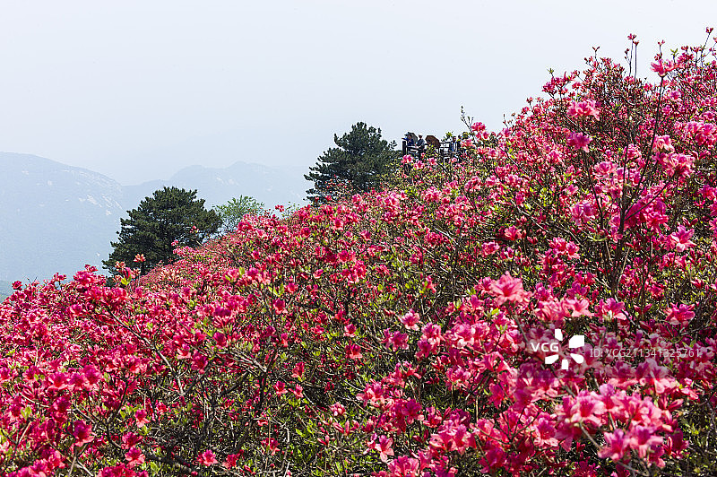 2013-04-26中国，湖北省，黄冈市，麻城市，龟峰山风景图片素材
