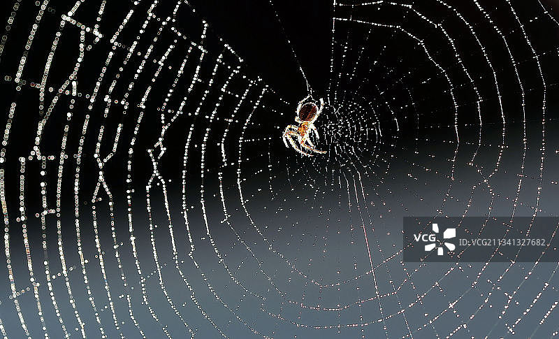 蜘蛛在网上的特写镜头图片素材