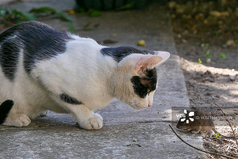 人行道上猫咪的特写图片素材