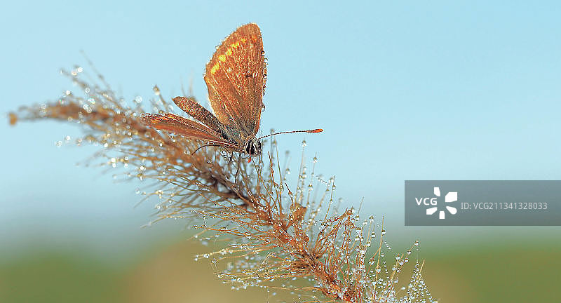 蝴蝶在植物上的特写图片素材