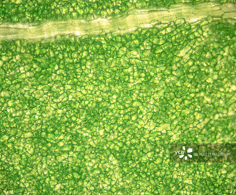 科学摄影显微镜放大植物图片素材