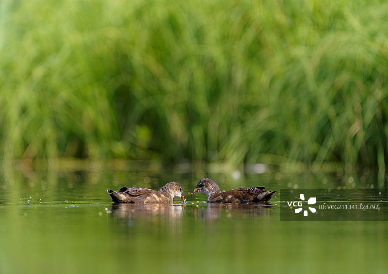 湖中游泳的两只鸭子图片素材