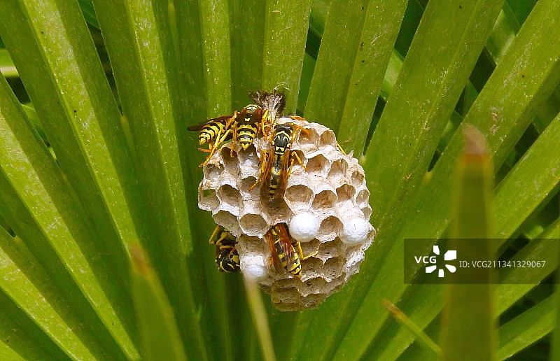 叶子上的蜜蜂特写图片素材