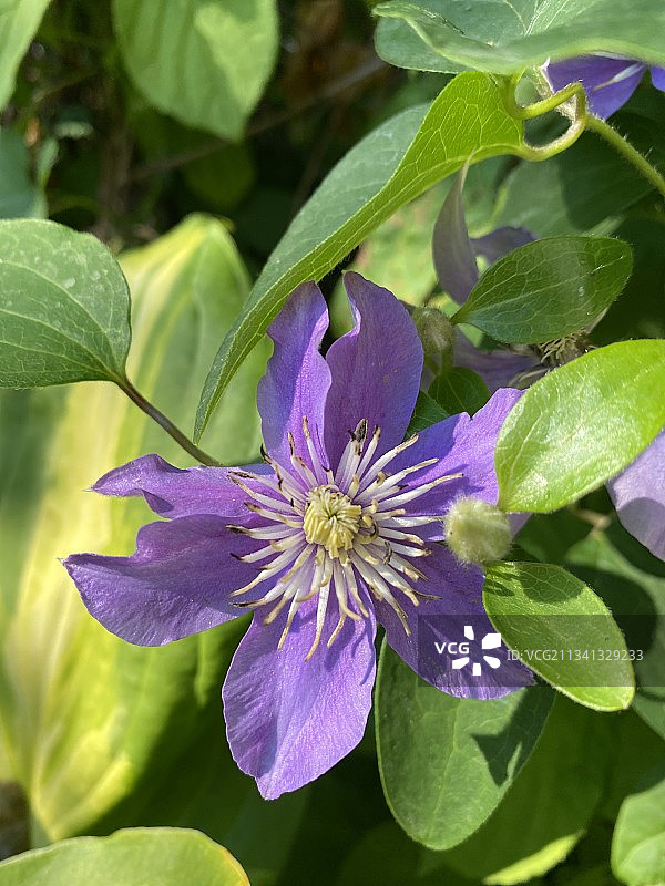 紫色植物特写，俄罗斯图片素材