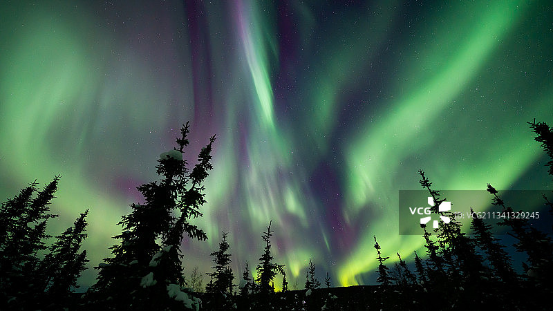 美国阿拉斯加州费尔班克斯夜空下的树木剪影低角度视图图片素材