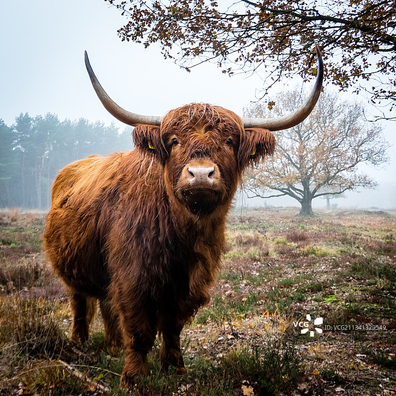 田野上公牛的肖像图片素材