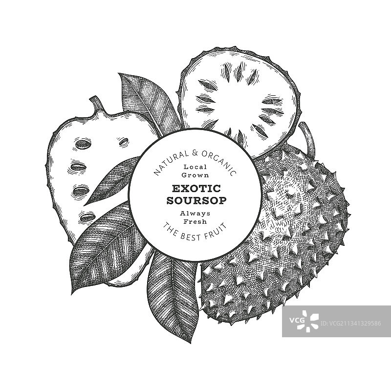 手绘素描风格的soursop水果横幅图片素材
