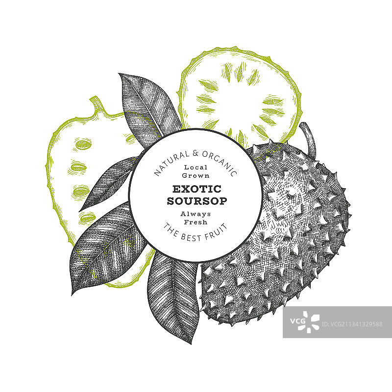 手绘素描风格的soursop水果横幅图片素材