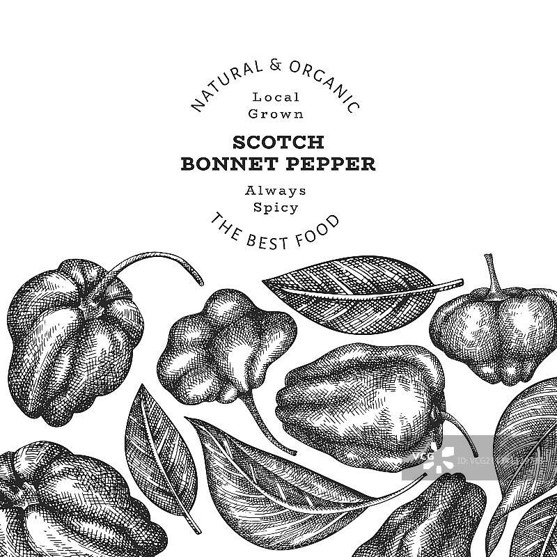 手绘苏格兰帽辣椒图片素材