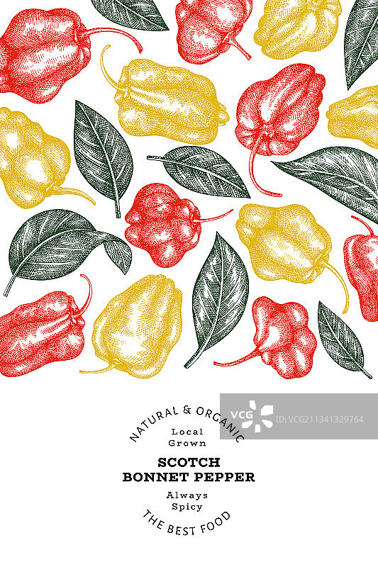 手绘苏格兰帽辣椒图片素材