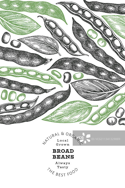 手绘蚕豆设计模板图片素材