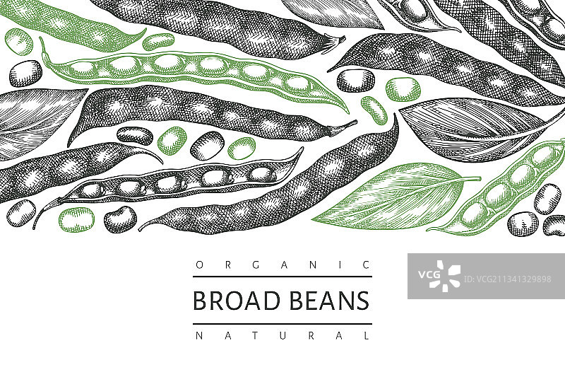 手绘蚕豆设计模板图片素材