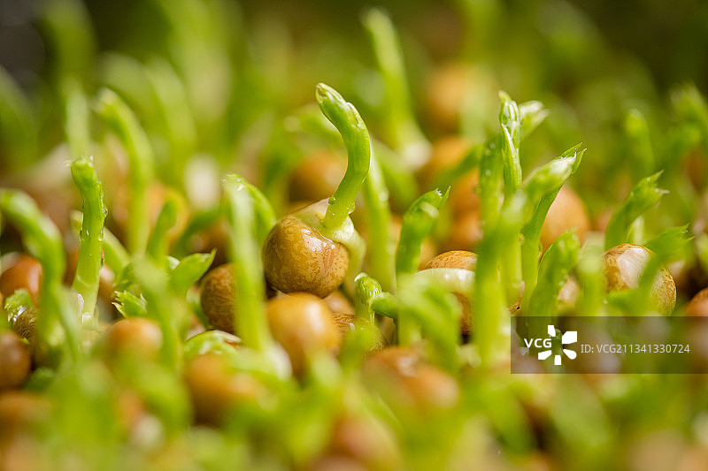 农业生产基地中正在培育的翠绿豌豆苗图片素材