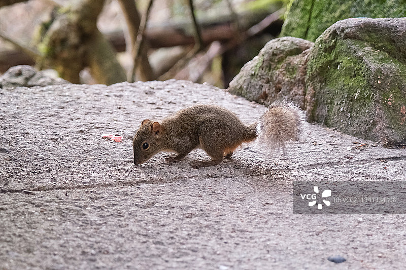 松鼠图片素材