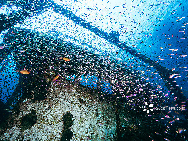 沉船和鱼群图片素材