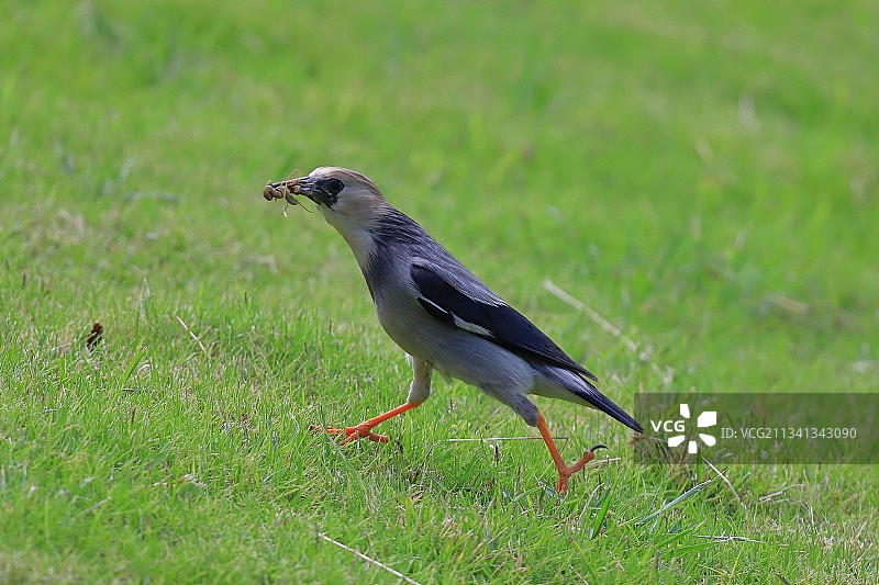 丝光椋鸟图片素材