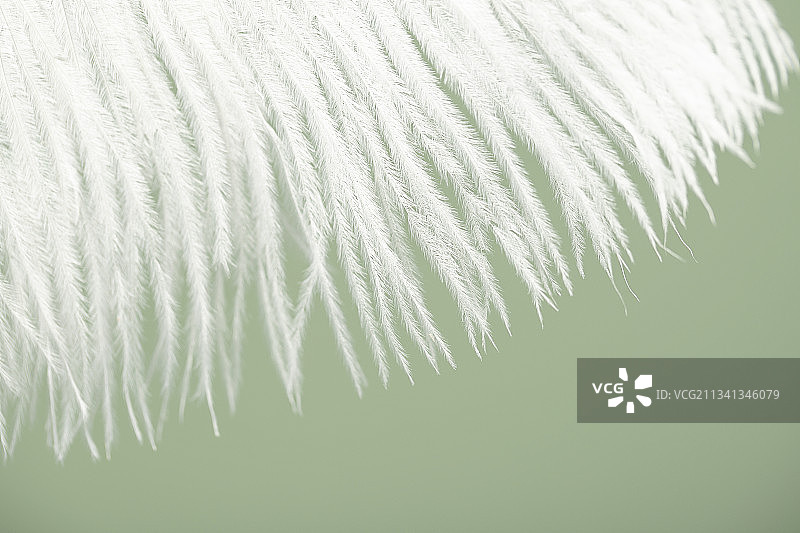 绿色背景下的白色羽毛图片素材