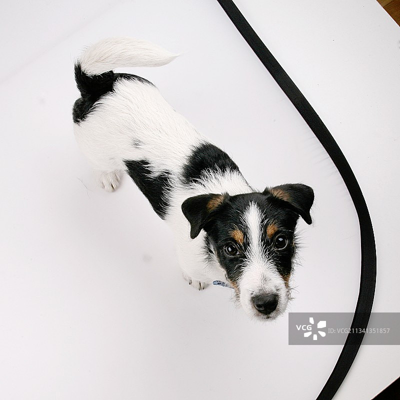 白色背景上纯种梗犬的高角度视图图片素材