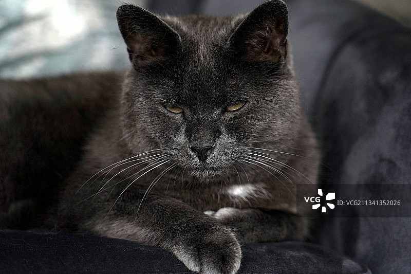 黑猫特写肖像图片素材