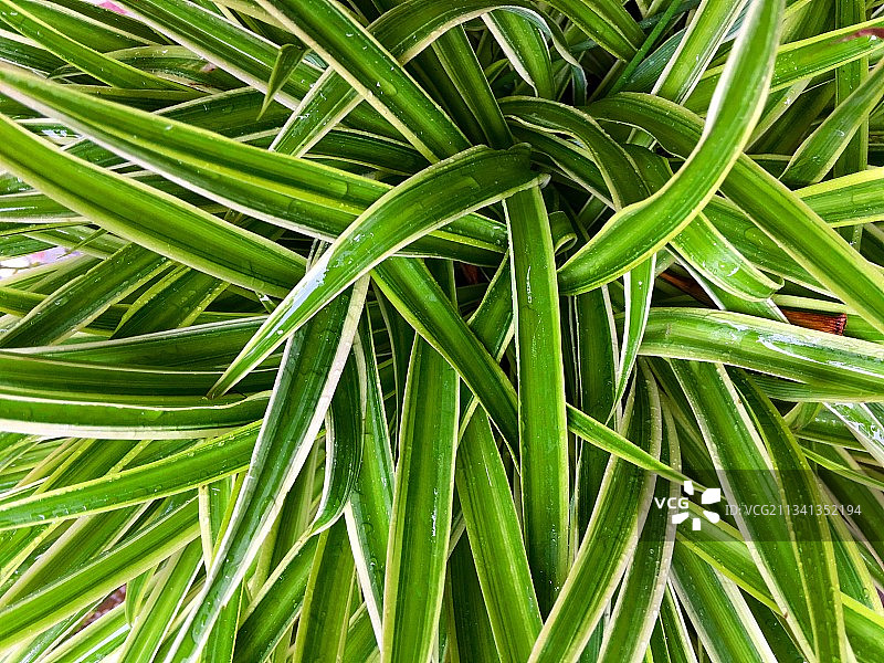 新鲜绿色植物特写图片素材