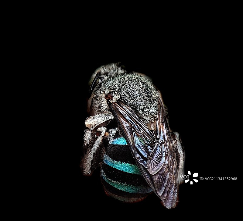 印度黑色背景下的植物上昆虫的特写图片素材