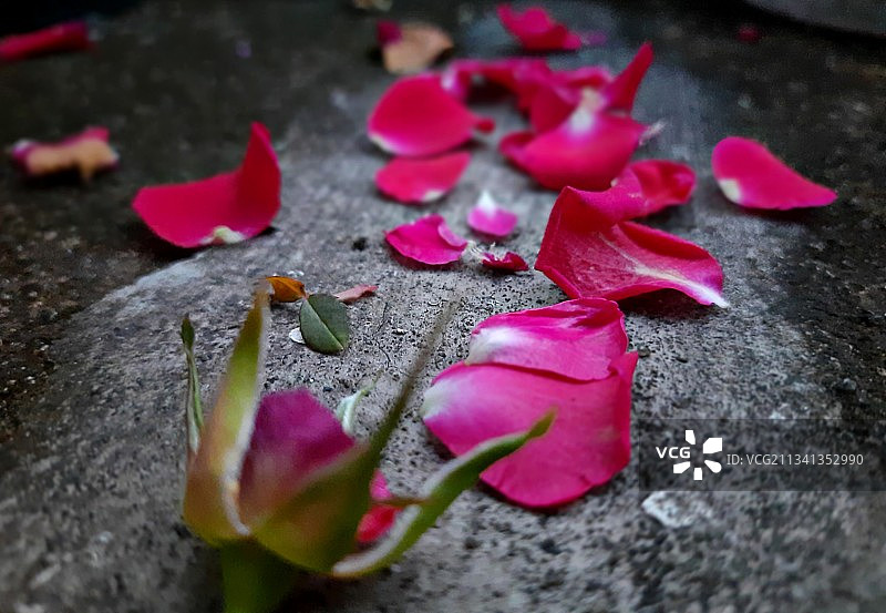 粉色玫瑰花瓣特写图片素材