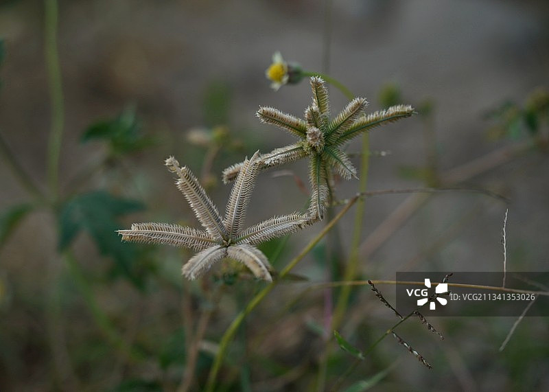 田野里枯萎的植物特写图片素材