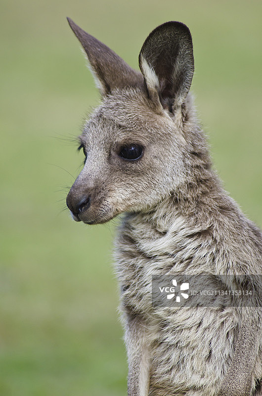 袋鼠侧面特写图片素材