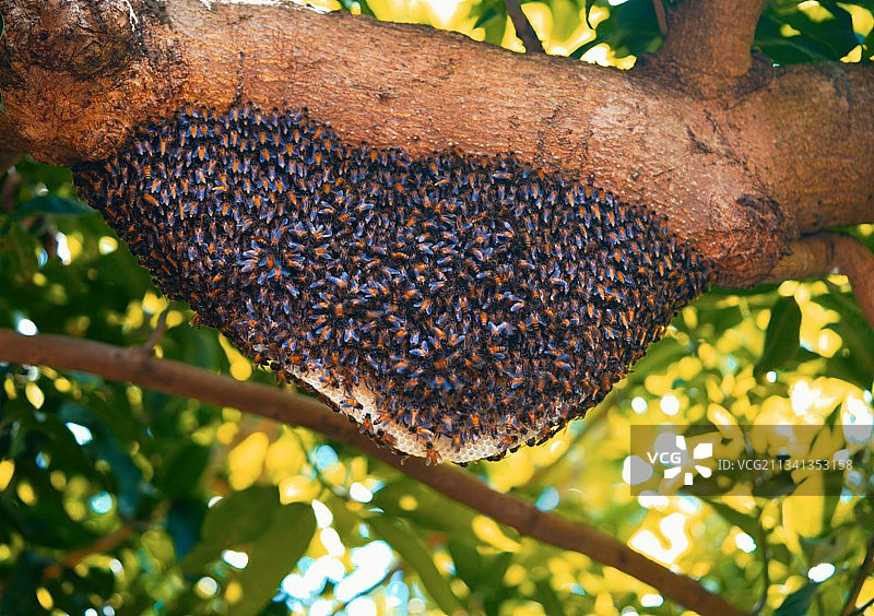 树上生长的黑莓的低角度视图图片素材