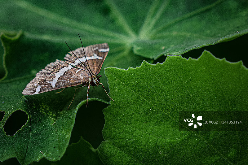 树叶上的蝴蝶特写，巴基斯坦恰克巴尔图片素材